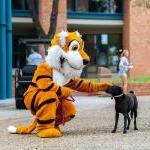 LeeRoy the Tiger mascot pets a dog in front of Coates Student Center
